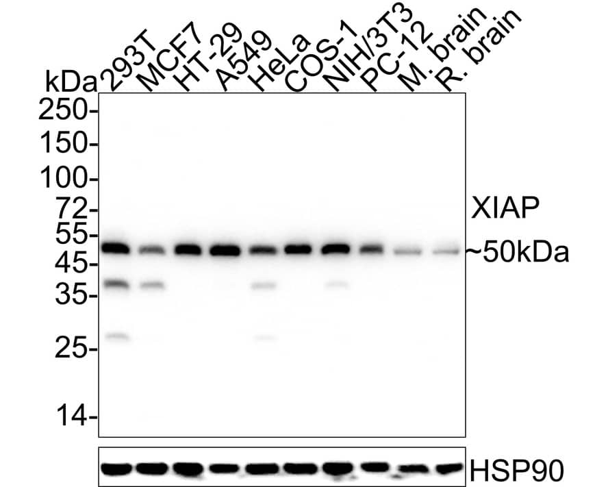 Western Blot: XIAP Antibody (PSH04-30) [NBP3-33105] - Western blot analysis of XIAP on different lysates with Rabbit anti-XIAP antibody (NBP3-33105) at 1/2,000 dilution. Lane 1: 293T cell lysate Lane 2: MCF7 cell lysate Lane 3: HT-29 cell lysate Lane 4: A549 cell lysate Lane 5: HeLa cell lysate Lane 6: COS-1 cell lysate Lane 7: NIH/3T3 cell lysate Lane 8: PC-12 cell lysate Lane 9: Mouse brain tissue lysate Lane 10: Rat brain tissue lysate Lysates/proteins at 20 ug/Lane. Predicted band size: 57 kDa Observed band size: 50 kDa Exposure time: 20 seconds; ECL; 4-20% SDS-PAGE gel. Proteins were transferred to a PVDF membrane and blocked with 5% NFDM/TBST for 1 hour at room temperature. The primary antibody (NBP3-33105) at 1/2,000 dilution was used in 5% NFDM/TBST at 4C overnight. Goat Anti-Rabbit IgG - HRP Secondary Antibody at 1/50,000 dilution was used for 1 hour at room temperature.