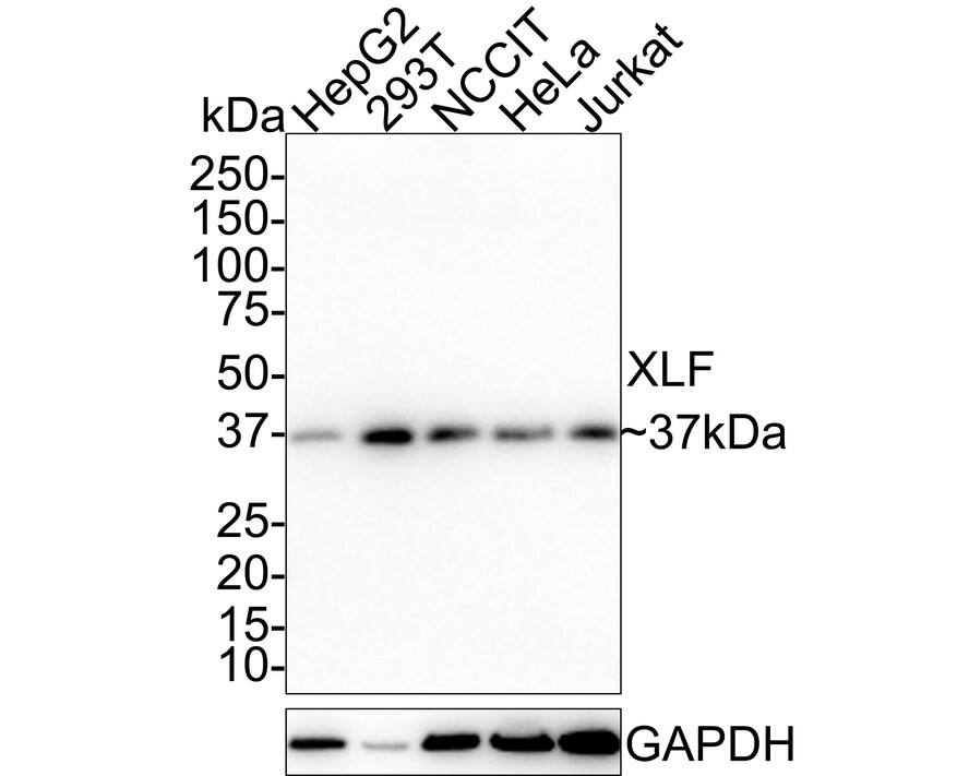 Western Blot: XLF Antibody (PSH01-07) [NBP3-33106] - Western blot analysis of XLF on different lysates with Rabbit anti-XLF antibody (NBP3-33106) at 1/1,000 dilution. Lane 1: HepG2 cell lysate (20 ug/Lane) Lane 2: 293T cell lysate (20 ug/Lane) Lane 3: NCCIT cell lysate (30 ug/Lane) Lane 4: HeLa cell lysate (30 ug/Lane) Lane 5: Jurkat cell lysate (30 ug/Lane) Predicted band size: 33 kDa Observed band size: 37 kDa Exposure time: 2 minutes 10 seconds; 4-20% SDS-PAGE gel. Proteins were transferred to a PVDF membrane and blocked with 5% NFDM/TBST for 1 hour at room temperature. The primary antibody (NBP3-33106) at 1/1,000 dilution was used in 5% NFDM/TBST at room temperature for 2 hours. Goat Anti-Rabbit IgG - HRP Secondary Antibody at 1:100,000 dilution was used for 1 hour at room temperature.