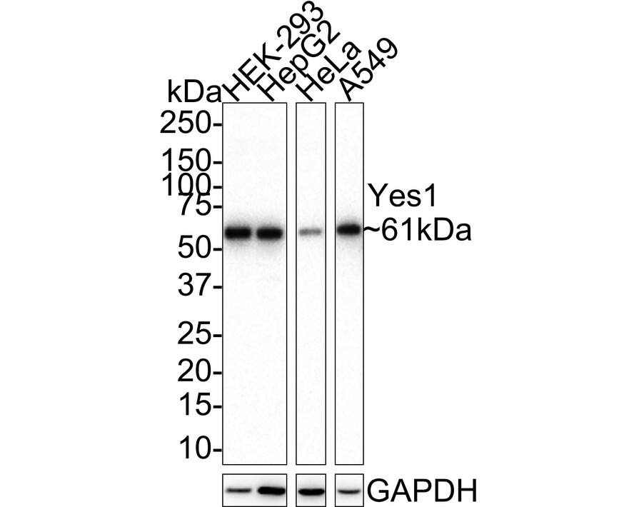 Western blot analysis on different lysates with NBP3-33107 at 1/1,000 dilution. Lane 1: HEK-293 cell lysate Lane 2: HepG2 cell lysate Lane 3: HeLa cell lysate Lane 4: A549 cell lysate Lysates/proteins at 20 µg/Lane. Predicted band size: 61 kDa Observed band size: 61 kDa Exposure time: 3 minutes; 4-20% SDS-PAGE gel. Proteins were transferred to a PVDF membrane and blocked with 5% NFDM/TBST for 1 hour at room temperature. NBP3-33107 at 1/1,000 dilution was used in 5% NFDM/TBST at 4℃ overnight. Goat Anti-Rabbit IgG [HRP] Secondary Antibody at 1:100,000 dilution was used for 1 hour at room temperature.