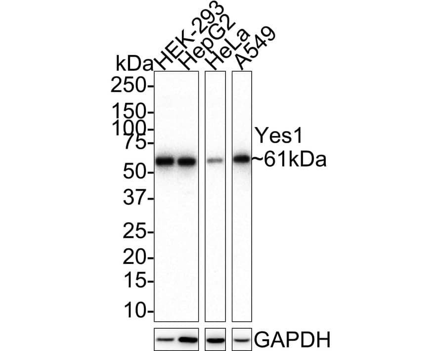 Western Blot: Yes Antibody (JE37-26) [NBP3-33107] - Western blot analysis of Yes on different lysates with Rabbit anti-Yes antibody (NBP3-33107) at 1/1,000 dilution. Lane 1: HEK-293 cell lysate Lane 2: HepG2 cell lysate Lane 3: HeLa cell lysate Lane 4: A549 cell lysate Lysates/proteins at 20 ug/Lane. Predicted band size: 61 kDa Observed band size: 61 kDa Exposure time: 3 minutes; 4-20% SDS-PAGE gel. Proteins were transferred to a PVDF membrane and blocked with 5% NFDM/TBST for 1 hour at room temperature. The primary antibody (NBP3-33107) at 1/1,000 dilution was used in 5% NFDM/TBST at 4C overnight. Goat Anti-Rabbit IgG - HRP Secondary Antibody at 1:100,000 dilution was used for 1 hour at room temperature.