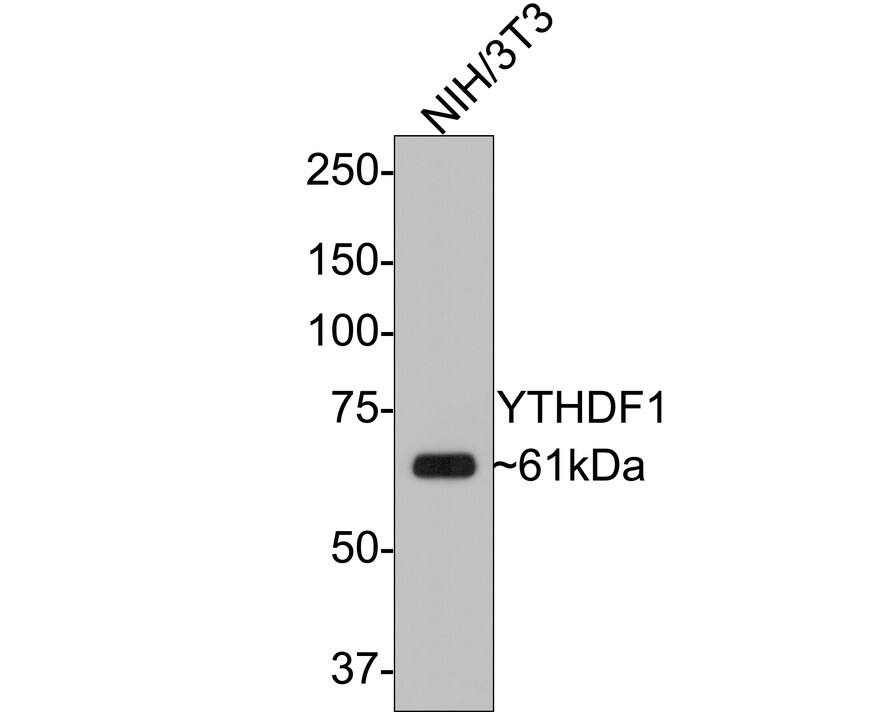 Western Blot YTHD1 Antibody