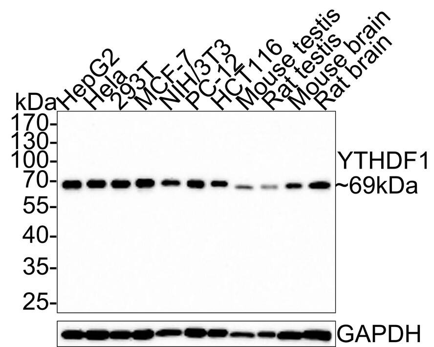 Western Blot YTHD1 Antibody (PSH0-23)