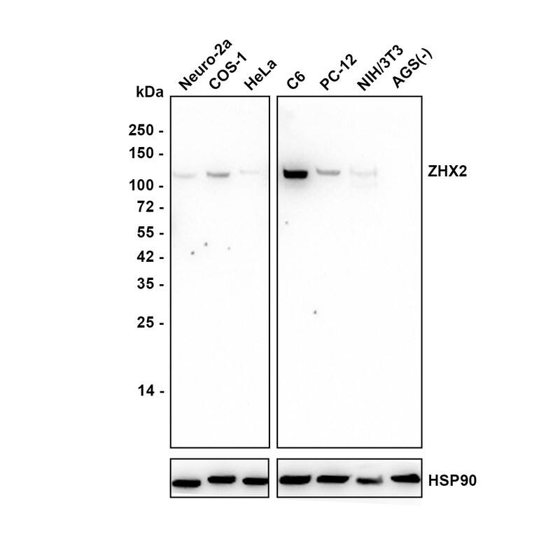 Western blot analysis on different lysates with NBP3-33112 at 1/1,000 dilution. Lane 1: Neuro-2a cell lysate Lane 2: COS-1 cell lysate Lane 3: HeLa cell lysate Lane 4: C6 cell lysate Lane 5: PC-12 cell lysate Lane 6: NIH/3T3 cell lysate Lane 7: AGS cell lysate (negative) Lysates/proteins at 20 µg/Lane. Exposure time: 3 minutes Blocking: 5% NFDM/TBST, 1 hour at room temperature Primary antibody: NBP3-33112, 1/1,000 in 5% NFDM/TBST, overnight at 4 ℃ Secondary antibody: Goat Anti-Rabbit IgG [HRP] Secondary Antibody, 1/50,000 in 5% NFDM/TBST, 1 hour at room temperature Predicted band size: 92 kDa Observed band size: 110 kDa