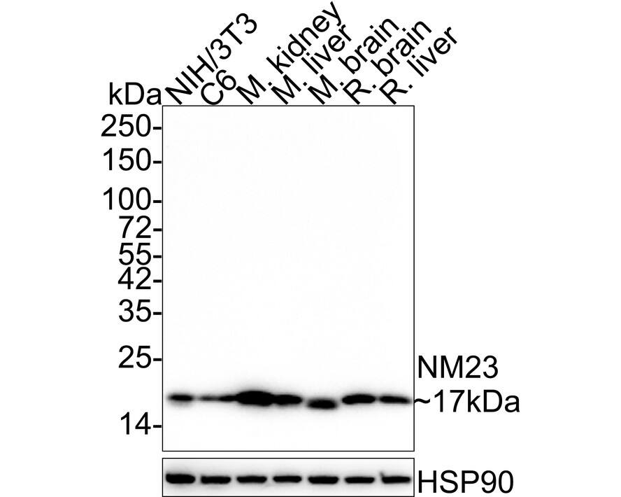 Western blot analysis on different lysates with NBP3-33131 at 1/1,000 dilution. Lane 1: NIH/3T3 cell lysate (20 µg/Lane) Lane 2: C6 cell lysate (20 µg/Lane) Lane 3: Mouse kidney tissue lysate (40 µg/Lane) Lane 4: Mouse liver tissue lysate (40 µg/Lane) Lane 5: Mouse brain tissue lysate (40 µg/Lane) Lane 6: Rat brain tissue lysate (40 µg/Lane) Lane 7: Rat liver tissue lysate (40 µg/Lane) Predicted band size: 17 kDa Observed band size: 17 kDa Exposure time: 25 seconds;  4-20% SDS-PAGE gel. Proteins were transferred to a PVDF membrane and blocked with 5% NFDM/TBST for 1 hour at room temperature. NBP3-33131 at 1/1,000 dilution was used in 5% NFDM/TBST at 4℃ overnight. Goat anti-Mouse IgG [HRP] at 1/50,000 dilution was used for 1 hour at room temperature.
