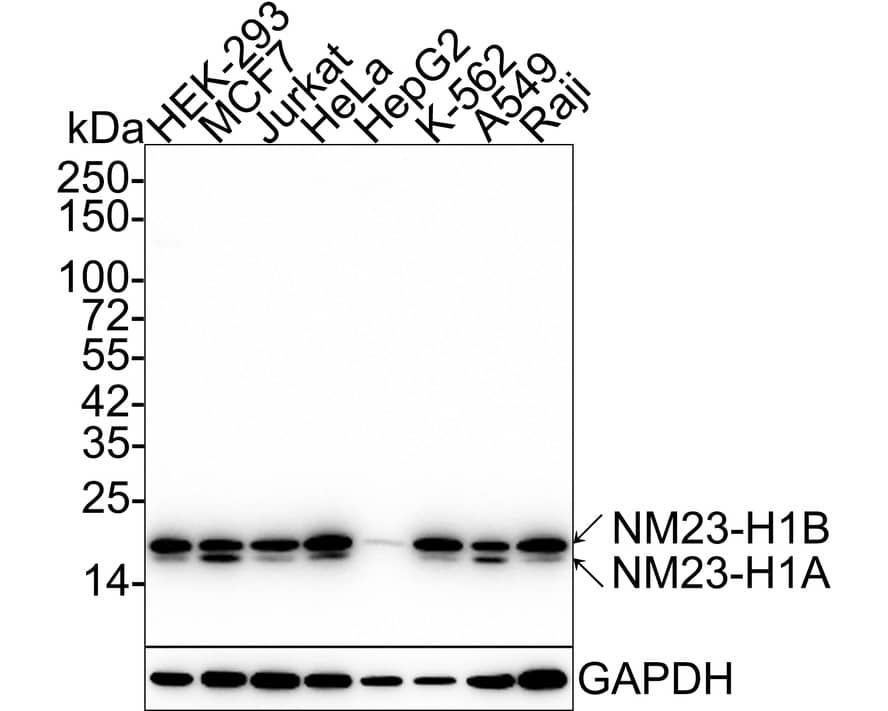 Western Blot: NM23-H1 Antibody (13C1-R) [NBP3-33131] - Western blot analysis of NM23-H1 on different lysates with Mouse anti-NM23-H1 antibody (NBP3-33131) at 1/1,000 dilution. Lane 1: HEK-293 cell lysate Lane 2: MCF7 cell lysate Lane 3: Jurkat cell lysate Lane 4: HeLa cell lysate Lane 5: HepG2 cell lysate Lane 6: K-562 cell lysate Lane 7: A549 cell lysate Lane 8: Raji cell lysate Lysates/proteins at 20 ug/Lane. Predicted band size: 17 kDa Observed band size: 17/20 kDa Exposure time: 3 minutes; 4-20% SDS-PAGE gel. Proteins were transferred to a PVDF membrane and blocked with 5% NFDM/TBST for 1 hour at room temperature. The primary antibody (NBP3-33131) at 1/1,000 dilution was used in 5% NFDM/TBST at 4C overnight. Goat Anti-Mouse IgG - HRP Secondary Antibody at 1/50,000 dilution was used for 1 hour at room temperature.