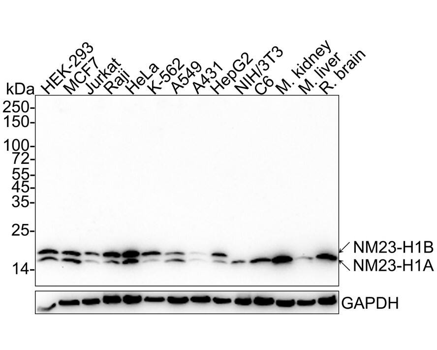Western blot analysis on different lysates with NBP3-33132 at 1/2,000 dilution. Lane 1: HEK-293 cell lysate (20 µg/Lane) Lane 2: MCF7 cell lysate (20 µg/Lane) Lane 3: Jurkat cell lysate (20 µg/Lane) Lane 4: Raji cell lysate (20 µg/Lane) Lane 5: HeLa cell lysate (20 µg/Lane) Lane 6: K-562 cell lysate (20 µg/Lane) Lane 7: A549 cell lysate (20 µg/Lane) Lane 8: A431 cell lysate (20 µg/Lane) Lane 9: HepG2 cell lysate (20 µg/Lane) Lane 10: NIH/3T3 cell lysate (20 µg/Lane) Lane 11: C6 cell lysate (20 µg/Lane) Lane 12: Mouse kidney tissue lysate (40 µg/Lane) Lane 13: Mouse liver tissue lysate (40 µg/Lane) Lane 14: Rat brain tissue lysate (40 µg/Lane) Predicted band size: 17 kDa Observed band size: 17/20 kDa Exposure time: 1 minute 59 seconds; 4-20% SDS-PAGE gel. Proteins were transferred to a PVDF membrane and blocked with 5% NFDM/TBST for 1 hour at room temperature. NBP3-33132 at 1/2,000 dilution was used in 5% NFDM/TBST at 4℃ overnight. Goat anti-Mouse IgG [HRP] at 1/50,000 dilution was used for 1 hour at room temperature.
