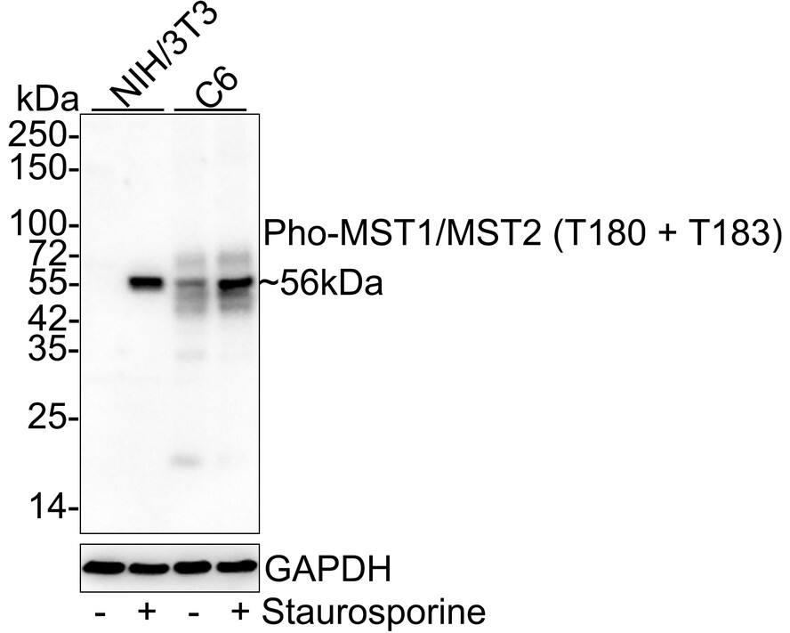 Western Blot MST1/2 [p Thr180, p Thr183] Antibody (JE46-64)