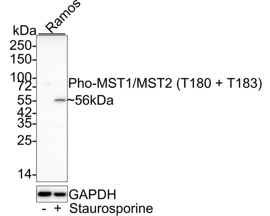 Western Blot: MST1/2 [p Thr180, p Thr183] Antibody (JE46-64) [NBP3-33136] - Western blot analysis of MST1/2 on different lysates with Rabbit anti-MST1/2 antibody (NBP3-33136) at 1/1,000 dilution. Lane 1: Ramos cell lysate Lane 2: Ramos treated with 1uM Staurosporine for 1 hour cell lysate Lysates/proteins at 20 ug/Lane. Predicted band size: 56 kDa Observed band size: 56 kDa Exposure time: 3 minutes; 4-20% SDS-PAGE gel. Proteins were transferred to a PVDF membrane and blocked with 5% NFDM/TBST for 1 hour at room temperature. The primary antibody (NBP3-33136) at 1/1,000 dilution was used in 5% NFDM/TBST at 4C overnight. Goat Anti-Rabbit IgG - HRP Secondary Antibody at 1/50,000 dilution was used for 1 hour at room temperature.