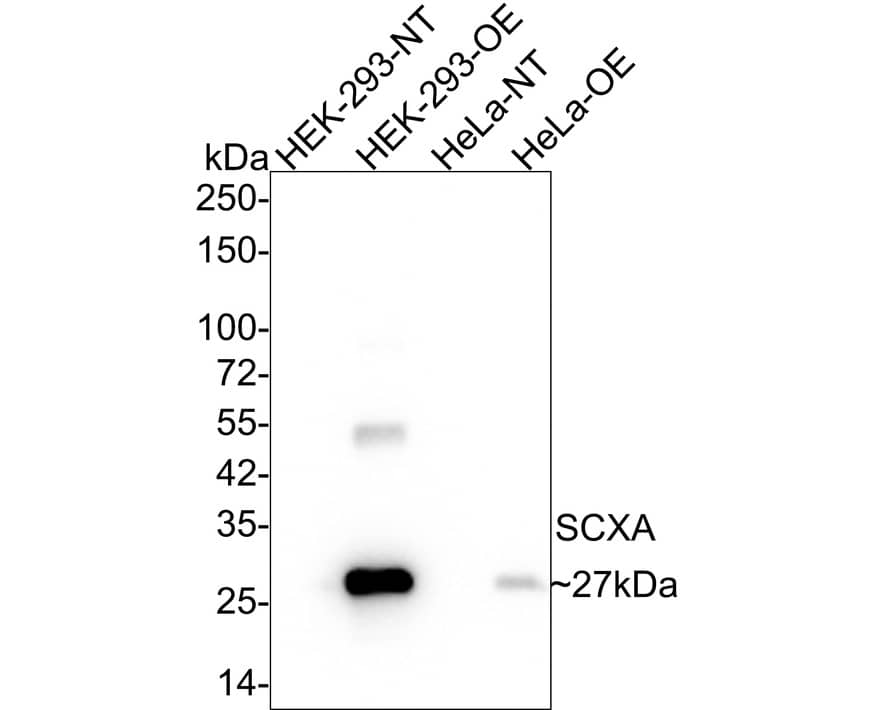 Western Blot: SCX Antibody (PSH02-25) [NBP3-33137] - Western blot analysis of SCX on different lysates with Rabbit anti-SCX antibody (NBP3-33137) at 1/1,000 dilution. Lane 1: HEK-293-NT cell lysate Lane 2: HEK-293-OE-SCXA cell lysate Lane 3: HeLa-NT cell lysate Lane 4: HeLa-OE-SCXA cell lysate Lysates/proteins at 30 ug/Lane. Predicted band size: 22 kDa Observed band size: 27 kDa Exposure time: 24 seconds; 4-20% SDS-PAGE gel. Proteins were transferred to a PVDF membrane and blocked with 5% NFDM/TBST for 1 hour at room temperature. The primary antibody (NBP3-33137) at 1/1,000 dilution was used in 5% NFDM/TBST at 4C overnight. Goat Anti-Rabbit IgG - HRP Secondary Antibody at 1/50,000 dilution was used for 1 hour at room temperature.