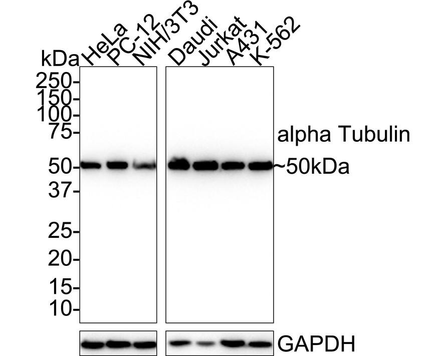 Western blot analysis on different lysates with NBP3-33139 at 1/5,000 dilution. Lane 1: HeLa cell lysate Lane 2: PC-12 cell lysate Lane 3: NIH/3T3 cell lysate Lane 4: Daudi cell lysate Lane 5: Jurkat cell lysate Lane 6: A431 cell lysate Lane 7: K-562 cell lysate Lysates/proteins at 20 µg/Lane. Predicted band size: 50 kDa Observed band size: 50 kDa Exposure time: 1 minutes 2 seconds;  4-20% SDS-PAGE gel. Proteins were transferred to a PVDF membrane and blocked with 5% NFDM/TBST for 1 hour at room temperature. NBP3-33139 at 1/5,000 dilution was used in 5% NFDM/TBST at 4℃ overnight. Goat Anti-Rabbit IgG [HRP] Secondary Antibody at 1/50,000 dilution was used for 1 hour at room temperature.