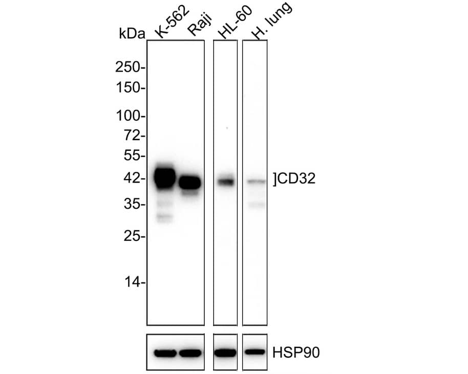 Western Blot: Fc gamma RIIA/CD32a Antibody (JE64-17) [NBP3-33141] - Western blot analysis of Fc gamma RIIA/CD32a on different lysates with Rabbit anti-Fc gamma RIIA/CD32a antibody (NBP3-33141) at 1/1,000 dilution. Lane 1: K-562 cell lysate Lane 2: Raji cell lysate Lane 3: HL-60 cell lysate Lane 4: Human lung tissue lysate Cell lysates/proteins at 20 ug/Lane. Tissue lysates/proteins at 30 ug/Lane. Predicted band size: 35 kDa Observed band size: 35-42 kDa Exposure time: 3 minutes; 4-20% SDS-PAGE gel. Proteins were transferred to a PVDF membrane and blocked with 5% NFDM/TBST for 1 hour at room temperature. The primary antibody (NBP3-33141) at 1/1,000 dilution was used in 5% NFDM/TBST at 4C overnight. Goat Anti-Rabbit IgG - HRP Secondary Antibody at 1/50,000 dilution was used for 1 hour at room temperature.