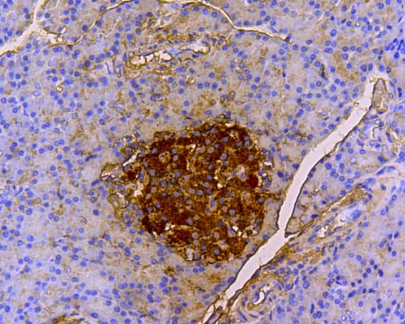 Immunohistochemistry: Insulin B chain Antibody [NBP3-33144] - Immunohistochemical analysis of paraffin-embedded rat pancreas tissue with Rabbit anti-Insulin B chain antibody (NBP3-33144) at 1/200 dilution. The section was pre-treated using heat mediated antigen retrieval with Tris-EDTA buffer (pH 9.0) for 20 minutes. The tissues were blocked in 1% BSA for 20 minutes at room temperature, washed with ddH2O and PBS, and then probed with the primary antibody (NBP3-33144) at 1/200 dilution for 1 hour at room temperature. The detection was performed using an HRP conjugated compact polymer system. DAB was used as the chromogen. Tissues were counterstained with hematoxylin and mounted with DPX.