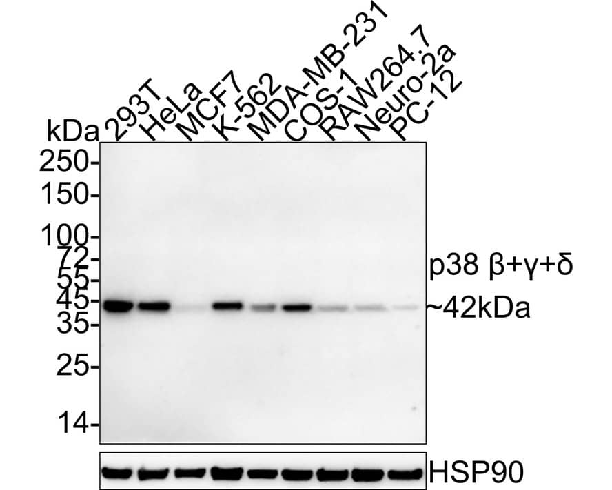 Western Blot: p38 beta/gamma/delta Antibody (PSH03-59) [NBP3-33145] - Western blot analysis of p38 beta/gamma/delta on different lysates with Rabbit anti-p38 beta/gamma/delta antibody (NBP3-33145) at 1/2,000 dilution. Lane 1: 293T cell lysate Lane 2: HeLa cell lysate Lane 3: MCF7 cell lysate Lane 4: K-562 cell lysate Lane 5: MDA-MB-231 cell lysate Lane 6: COS-1 cell lysate Lane 7: RAW264.7 cell lysate Lane 8: Neuro-2a cell lysate Lane 9: PC-12 cell lysate Lysates/proteins at 30 ug/Lane. Predicted band size: 42 kDa Observed band size: 42 kDa Exposure time: 1 minute 2 seconds; 4-20% SDS-PAGE gel. Proteins were transferred to a PVDF membrane and blocked with 5% NFDM/TBST for 1 hour at room temperature. The primary antibody (NBP3-33145) at 1/2,000 dilution was used in 5% NFDM/TBST at 4C overnight. Goat Anti-Rabbit IgG - HRP Secondary Antibody at 1/50,000 dilution was used for 1 hour at room temperature.