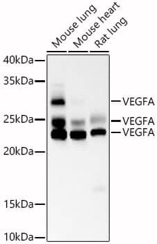 Western Blot: VEGF Antibody (9P0F4) [NBP3-33160] - Western blot analysis of various lysates, using VEGFat  1:1000 dilution.Secondary antibody: HRP-conjugated Goat anti-Mouse IgG (H+L) at 1:10000 dilution.Lysates/proteins: 25ug per lane.Blocking buffer: 3% nonfat dry milk in TBST.Detection: ECL Basic Kit.Exposure time: 180s.