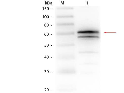 Western Blot Luciferase (firefly) Antibody - BSA Free