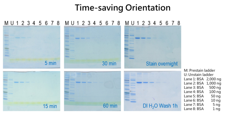 Western Blot: COOMASSIEnano Protein Staining Solution [NBP3-33169] - COOMASSIEnano Protein Staining Solution practices the fast-signal representing at 5 min. Prestained protein ladder, unstain protein ladder, and BSA were prepared and applied in electrophoresis. After running SDS-PAGE (4-20% Novex Gel), please remove the gel from the cassette then proceed to submerge the gel in proper amount of COOMASSIEnano dye, enough to cover the gel. Lightly agitate the staining box for 5 minutes to over night at room temperature.