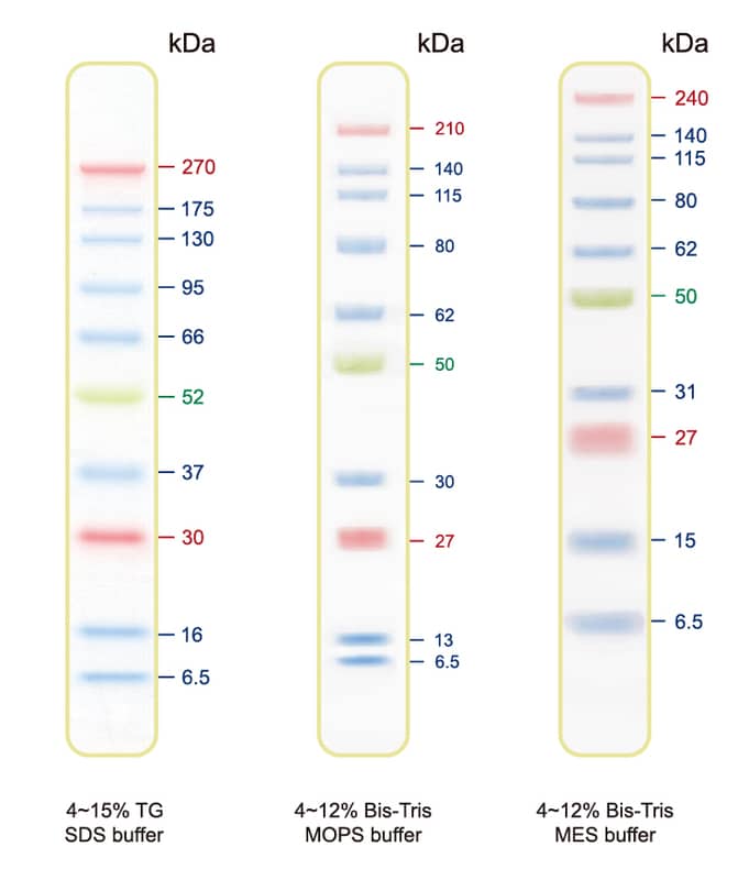 Western Blot: Blu10 Plus Prestained Protein Ladder [NBP3-33170] - The Blu10 Plus Prestained Protein Ladder is a combination of 10 pre-stained proteins with molecular weights from 6.5 to 270 kDa. The 10 recombinant proteins are covalently coupled with blue chromophore, while 2 orange bands at 30 kDa and 270 kDa and a green band at 52 kDa serve as reference bands. The Blu10 Plus Prestained Protein Ladder keeps track of the size and separation of proteins during SDS-polyacrylamide gel electrophoresis, approximating protein size and validating Western transfer efficiency on PVDF, nylon, or nitrocellulose membranes.