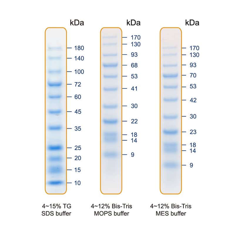Western Blot: Blu11 Prestained Protein Ladder [NBP3-33172] - The Blu11 Prestained Protein Ladder is a combination of 11 pre-stained proteins with molecular weights from 10 to 180 kDa. The 11 recombinant proteins are covalently coupled with blue chromophore, and 2 reference bands at 25 kDa and 72 kDa serve as reference bands. The Blu11 Prestained Protein Ladder keeps track of the size and separation of proteins during SDS-polyacrylamide gel electrophoresis, approximating protein size and validating Western transfer efficiency on PVDF, nylon, or nitrocellulose membranes.