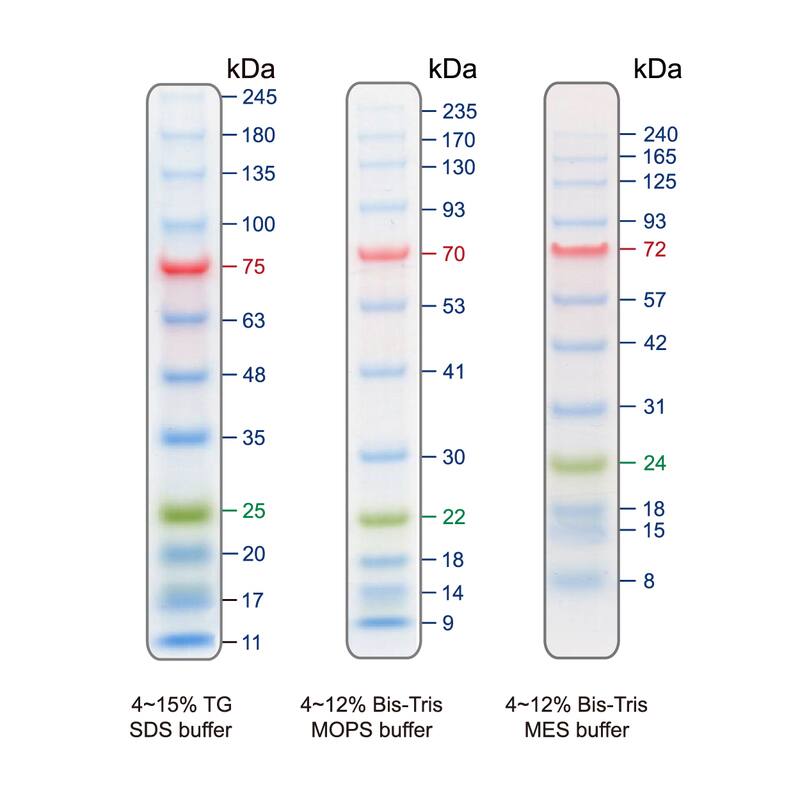 Western Blot: Blu12 Prestained Protein Ladder [NBP3-33173] - The Blu12 Prestained Protein Ladder is a combination of 12 pre-stained proteins with molecular weights from 11 to 245 kDa. The 12 recombinant proteins are covalently coupled with blue chromophore, while 1 green band at 25 kDa and a red band at 75 kDa serve as reference bands. The Blu12 Prestained Protein Ladder keeps track of the size and separation of proteins during SDS-polyacrylamide gel electrophoresis, approximating protein size and validating Western transfer efficiency on PVDF, nylon, or nitrocellulose membranes.