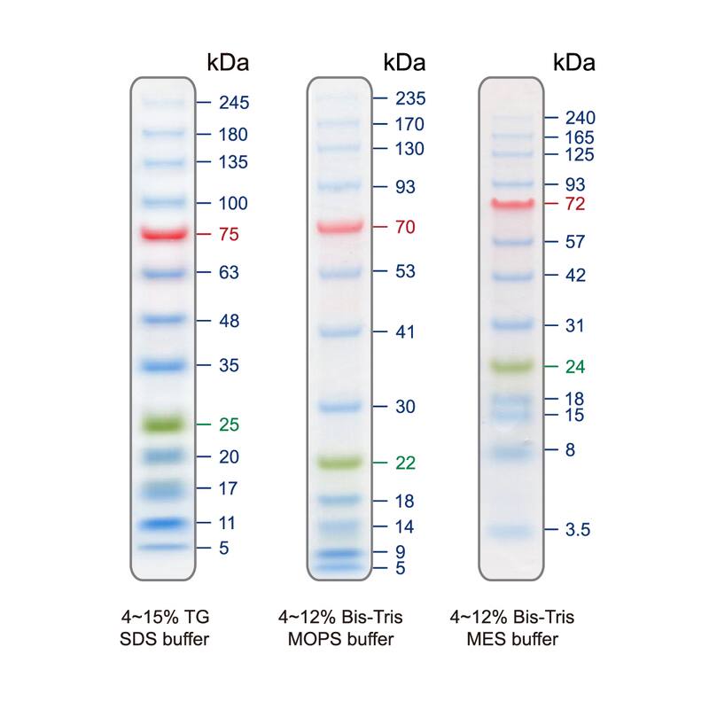 Western Blot: Blu13 Prestained Protein Ladder [NBP3-33174] - The Blu13 Prestained Protein Ladder is a combination of 13 pre-stained proteins with molecular weights from 5 to 245 kDa. The 13 recombinant proteins are covalently coupled with blue chromophore, while 1 green band at 25 kDa and a red band at 75 kDa serve as reference bands. The Blu13 Prestained Protein Ladder keeps track of the size and separation of proteins during SDS-polyacrylamide gel electrophoresis, approximating protein size and validating Western transfer efficiency on PVDF, nylon, or nitrocellulose membranes.