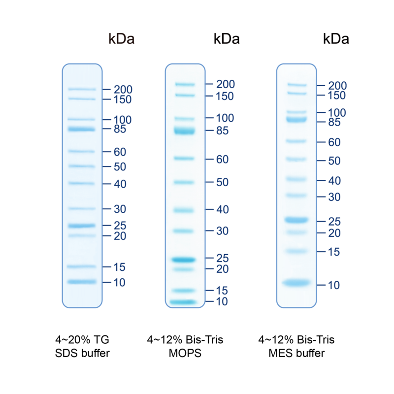 Western Blot: UNveil Unstained Protein Ladder [NBP3-33175] -  The Unveil Unstained Protein Ladder is a mixture of 12 unstained recombinant proteins covering a wide range of molecular weights from 10 to 200 kDa. The proteins resolve into clearly identifiable bands when separated on the SDS-PAGE gel (MES buffer), with the intensified 25kDa and 85kDa protein bands serving as the two reference bands.  The Unveil Unstained Protein Ladder is designed for monitoring protein separation during SDS-polyacrylamide gel electrophoresis and verifying Western transfer efficiency on membranes (PVDF, nylon, or nitrocellulose) and for approximating the size of proteins. The ladder is supplied in the gel loading buffer and is ready to use.