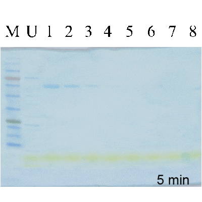 Western Blot: 5X COOMASSIEnano Concentrate Protein Staining Solution [NBP3-33179] - COOMASSIEnano Protein Staining Solution practices the fast-signal representing at 5 min. Prestained protein ladder, unstain protein ladder, and BSA were prepared and applied in electrophoresis. After running SDS-PAGE (4-20% Novex Gel), please remove the gel from the cassette then proceed to submerge the gel in proper amount of COOMASSIEnano dye, enough to cover the gel. Lightly agitate the staining box for 5 minutes to over night at room temperature.