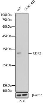<b>Genetic Strategies Validation. </b>Western Blot: CDK2 Antibody (10E0N5) [NBP3-33184] - Western blot analysis of lysates from wild type(WT) and  CDK2 knockout (KO) 293T cells, using [KO Validated] CDK2 Rabbit mAb  at  1:1000 dilution.Secondary antibody: HRP-conjugated Goat anti-Rabbit IgG (H+L)  at 1:10000 dilution.Lysates/proteins: 25ug per lane.Blocking buffer: 3% nonfat dry milk in TBST.Detection: ECL Basic Kit .Exposure time: 10s.