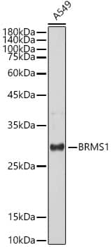 Western Blot: BRMS1 Antibody (5Y8J3) [NBP3-33186] - Western blot analysis of lysates from A549 cells, using BRMS1 Rabbit mAb at 1:1000 dilution.Secondary antibody: HRP-conjugated Goat anti-Rabbit IgG (H+L) at 1:10000 dilution.Lysates/proteins: 25ug per lane.Blocking buffer: 3% nonfat dry milk in TBST.Detection: ECL Basic Kit.Exposure time: 30s.