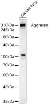 Western Blot: Aggrecan Antibody (6L4T2) [NBP3-33191] - Western blot analysis of lysates from Mouse lung, using Aggrecan Rabbit mAb at 1:1000 dilution.Secondary antibody: HRP-conjugated Goat anti-Rabbit IgG (H+L) at 1:10000 dilution.Lysates/proteins: 25ug per lane.Blocking buffer: 3% nonfat dry milk in TBST.Detection: ECL Basic Kit.Exposure time: 30s.