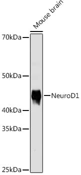 Western Blot: NeuroD1 Antibody (5V4L8) [NBP3-33192] - Western blot analysis of lysates from mouse brain, using NeuroD1 Rabbit mAb at 1:1000 dilution.Secondary antibody: HRP-conjugated Goat anti-Rabbit IgG (H+L) at 1:10000 dilution.Lysates/proteins: 25ug  per lane.Blocking buffer: 3% nonfat dry milk in TBST.Detection: ECL Basic Kit.Exposure time: 90s.