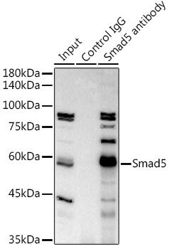 Immunoprecipitation: Smad5 Antibody (1X5G9) [NBP3-33193] - Immunoprecipitation analysis of 300 ug extracts of K-562 cells using 3 ug Smad5 antibody. Western blot was performed from the immunoprecipitate using Smad5 antibody at a dilution of 1:1000.