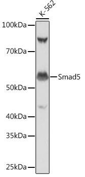 Western Blot: Smad5 Antibody (1X5G9) [NBP3-33193] - Western blot analysis of lysates from K-562 cells, using Smad5 Rabbit mAb at 1:1000 dilution.Secondary antibody: HRP-conjugated Goat anti-Rabbit IgG (H+L) at 1:10000 dilution.Lysates/proteins: 25ug per lane.Blocking buffer: 3% nonfat dry milk in TBST.Detection: ECL Basic Kit.Exposure time: 1s.