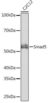 Western Blot: Smad5 Antibody (1X5G9) [NBP3-33193] - Western blot analysis of lysates from C2C12 cells, using Smad5 Rabbit mAb at 1:1000 dilution.Secondary antibody: HRP-conjugated Goat anti-Rabbit IgG (H+L) at 1:10000 dilution.Lysates/proteins: 25ug per lane.Blocking buffer: 3% nonfat dry milk in TBST.Detection: ECL Basic Kit.Exposure time: 10s.