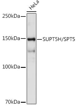 Western Blot: SUPT5H Antibody (9V9G7) [NBP3-33195] - Western blot analysis of lysates from HeLa cells, using SUPT5H Rabbit mAb at 1:1000 dilution.Secondary antibody: HRP-conjugated Goat anti-Rabbit IgG (H+L) at 1:10000 dilution.Lysates/proteins: 25ug per lane.Blocking buffer: 3% nonfat dry milk in TBST.Detection: ECL Basic Kit.Exposure time: 10s.