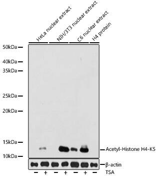 Western Blot: Histone H4 [ac Lys5] Antibody (10G1L0) [NBP3-33198] - Western blot analysis of various lysates using Histone H4 Rabbit mAb at 1:1000 dilution. HeLa cells and NIH/3T3 cells and C6 cells were treated by TSA (1 uM) at 37C for 18 hours.Secondary antibody: HRP-conjugated Goat anti-Rabbit IgG (H+L) at 1:10000 dilution.Lysates/proteins: 25ug per lane.Blocking buffer: 3% nonfat dry milk in TBST.Detection: ECL Basic Kit.Exposure time: 10s.