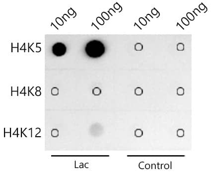 Dot Blot: Histone H4 [ac Lys5] Antibody (10G1L0) [NBP3-33198] - Dot-blot analysis of all sorts of peptides using Histone H4 antibody at  1:1000 dilution.