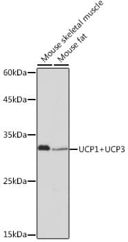 Western Blot UCP1/3 Antibody (0S10O10)