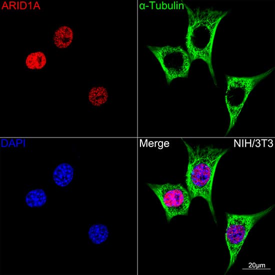 Immunocytochemistry/ Immunofluorescence: ARID1A Antibody (9D4J6) [NBP3-33201] - Confocal imaging of NIH-3T3 cells using ARID1A Rabbit mAb(Red). The cells were counterstained with  alpha -Tubulin Mouse mAb (Green). DAPI was used for nuclear staining (blue). Objective: 100x.