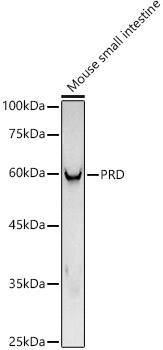 Western Blot: PEPD Antibody (5C7U8) [NBP3-33202] - Western blot analysis of lysates from Mouse small intestine, using PEPD Rabbit mAb at1:1000 dilution.Secondary antibody: HRP-conjugated Goat anti-Rabbit IgG (H+L) at 1:10000 dilution.Lysates/proteins: 25ug per lane.Blocking buffer: 3% nonfat dry milk in TBST.Detection: ECL Basic Kit.Exposure time: 180s.