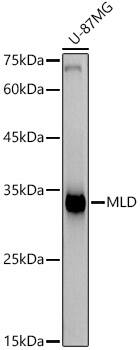 Western Blot: DEGS1 Antibody (9D6X8) [NBP3-33203] - Western blot analysis of lysates from U-87MG cells, using DEGS1 Rabbit mAb at1:1000 dilution.Secondary antibody: HRP-conjugated Goat anti-Rabbit IgG (H+L) at 1:10000 dilution.Lysates/proteins: 25ug per lane.Blocking buffer: 3% nonfat dry milk in TBST.Detection: ECL Basic Kit.Exposure time: 90s.