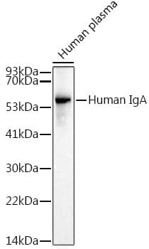 Western Blot: IgA Antibody (10Q6M3) [NBP3-33207] - Western blot analysis of lysates from Human plasma, using IgA Rabbit mAb at 1:1000 dilution.Secondary antibody: HRP-conjugated Goat anti-Rabbit IgG (H+L) at 1:10000 dilution.Lysates/proteins: 25ug per lane.Blocking buffer: 3% nonfat dry milk in TBST.Detection: ECL Basic Kit.Exposure time: 1s.