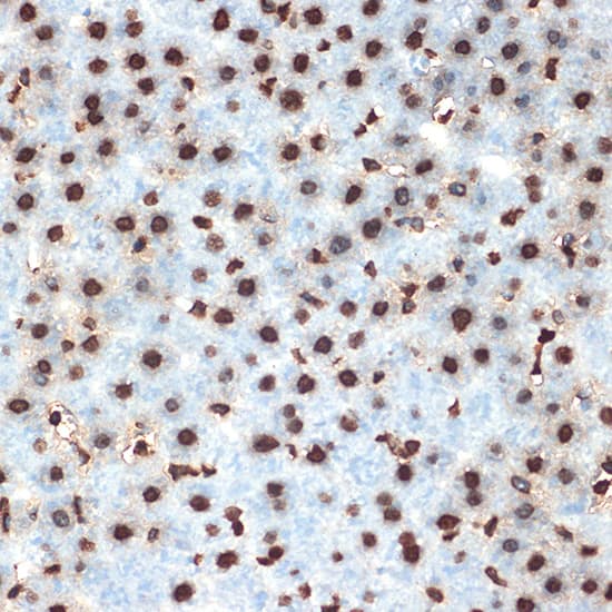 Immunohistochemistry: Histone H4 Antibody (4R4N3) [NBP3-33209] - Immunohistochemistry analysis of paraffin-embedded Rat liver using Histone H4 Rabbit mAb at dilution of 1:100 (40x lens). Microwave antigen retrieval performed with 0.01M Tris/EDTA Buffer (pH 9.0) prior to IHC staining.