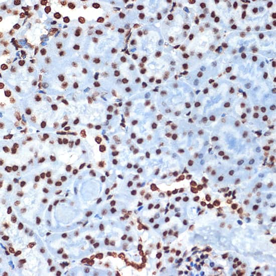 Immunohistochemistry: Histone H4 Antibody (4R4N3) [NBP3-33209] - Immunohistochemistry analysis of paraffin-embedded Mouse kidney using Histone H4 Rabbit mAb at dilution of 1:100 (40x lens). Microwave antigen retrieval performed with 0.01M Tris/EDTA Buffer (pH 9.0) prior to IHC staining.