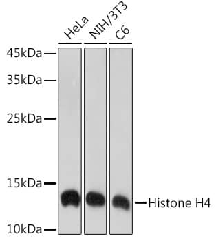 Western Blot: Histone H4 Antibody (4R4N3) [NBP3-33209] - Western blot analysis of various lysates using Histone H4 Rabbit mAb at 1:1000 dilution.Secondary antibody: HRP-conjugated Goat anti-Rabbit IgG (H+L) at 1:10000 dilution.Lysates/proteins: 25ug per lane.Blocking buffer: 3% nonfat dry milk in TBST.Detection: ECL Enhanced Kit.Exposure time: 10s.