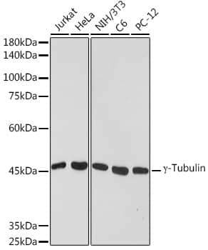 Western Blot: gamma Tubulin Antibody (6T10A1) [NBP3-33210] - Western blot analysis of various lysates using gamma Tubulin Rabbit mAb at 1:1000 dilution.Secondary antibody: HRP-conjugated Goat anti-Rabbit IgG (H+L) at 1:10000 dilution.Lysates/proteins: 25ug per lane.Blocking buffer: 3% nonfat dry milk in TBST.Detection: ECL Basic Kit.Exposure time: 60s.