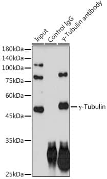 Immunoprecipitation: gamma Tubulin Antibody (6T10A1) [NBP3-33210] - Immunoprecipitation analysis of 300 ug extracts of HeLa cells using 3 ug gamma Tubulin antibody. Western blot was performed from the immunoprecipitate using gamma Tubulin antibody at a dilution of 1:1000.