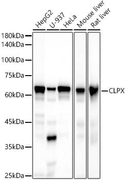 Western Blot: CLPX Antibody (0N3Z4) [NBP3-33213] - Western blot analysis of various lysates using CLPX Rabbit mAb at1:500 dilution.Secondary antibody: HRP-conjugated Goat anti-Rabbit IgG (H+L) at 1:10000 dilution.Lysates/proteins: 25ug per lane.Blocking buffer: 3% nonfat dry milk in TBST.Detection: ECL Basic Kit.Exposure time: 30s.