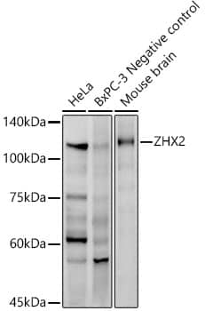 Western Blot: ZHX2 Antibody (8N7O2) [NBP3-33214] - Western blot analysis of various lysates, using ZHX2 Rabbit mAb at 1:1000 dilution.Secondary antibody: HRP-conjugated Goat anti-Rabbit IgG (H+L) at 1:10000 dilution.Lysates/proteins: 25ug per lane.Blocking buffer: 3% nonfat dry milk in TBST.Detection: ECL Enhanced Kit.Exposure time: 45s.