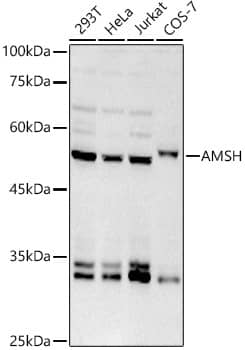 Western Blot: AMSH/STAMBP Antibody (5S2I1) [NBP3-33217] - Western blot analysis of various lysates using AMSH/STAMBP Rabbit mAb at 1:1000 dilution.Secondary antibody: HRP-conjugated Goat anti-Rabbit IgG (H+L) at 1:10000 dilution.Lysates/proteins: 25ug per lane.Blocking buffer: 3% nonfat dry milk in TBST.Detection: ECL Basic Kit.Exposure time: 180s.