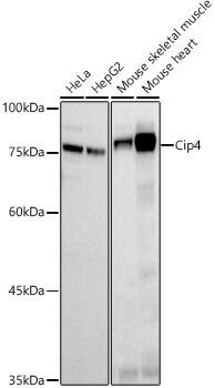 Western Blot: Cip4 Antibody (6C3I3) [NBP3-33218] - Western blot analysis of various  lysates, using Cip4 Rabbit mAb at 1:500 dilution.Secondary antibody: HRP-conjugated Goat anti-Rabbit IgG (H+L) at 1:10000 dilution.Lysates/proteins: 25ug  per lane.Blocking buffer: 3% nonfat dry milk in TBST.Detection: ECL Basic Kit.Exposure time: 60s.